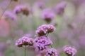 Close up beautiful Verbana bonariensis purpletop lavender flowers with copy space Royalty Free Stock Photo