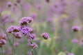 Close up beautiful Verbana bonariensis purpletop lavender flowers with copy space Royalty Free Stock Photo