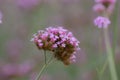 Close up beautiful Verbana bonariensis purpletop lavender flowers with copy space Royalty Free Stock Photo