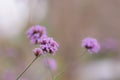 Close up beautiful Verbana bonariensis purpletop lavender flowers with copy space Royalty Free Stock Photo