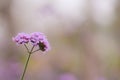 Close up beautiful Verbana bonariensis purpletop lavender flowers with copy space Royalty Free Stock Photo