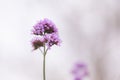 Close up beautiful Verbana bonariensis purpletop lavender flowers with copy space Royalty Free Stock Photo