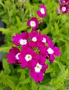 Close up of the beautiful Verbena Tuscany Burgundy flowers