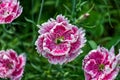 Beautiful vibrant Dianthus chinensis flowers. Pinkish white flowers on a background of green foliage Royalty Free Stock Photo