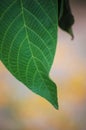 Close-up of a beautiful, vibrant green leaf in sharp focus, with a soft, blurred background