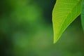 Close-up of a beautiful, vibrant green leaf in sharp focus, with a soft, blurred background