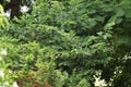 Close-up of Beautiful view of leaves and twigs of wild trees and plants in the Thai rainforest in thailand and india