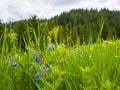 Closeup beautiful view of nature green grass, carpathian mountains flora, meadow over pine woods background with sunlight