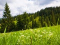 Close up beautiful view of nature green grass, carpathian mountains vegetation, meadow over fir tree background with sunlight