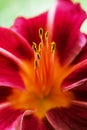 Close up of beautiful vinous lily flower on background green garden