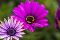 Close Up beautiful violet African daisy Royalty Free Stock Photo