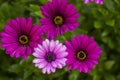 Close Up beautiful violet African daisy Royalty Free Stock Photo