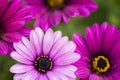 Close Up beautiful violet African daisy Royalty Free Stock Photo