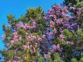 CLOSE UP: Beautiful violet blooming coniferous trees ornate an empty street Royalty Free Stock Photo