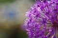 Close-up of beautiful violet flower touched gently by sunlight