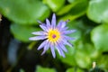 Close up of a beautiful violet lotus flower. Unique purple lotus flower blooming in a pond Royalty Free Stock Photo