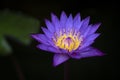 Beautiful violet lotus flower and yellow pollen is blooming on dark background. Water lily Royalty Free Stock Photo
