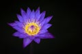 Beautiful violet lotus flower and yellow pollen is blooming on dark background. Water lily Royalty Free Stock Photo