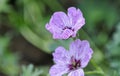 close up of beautiful violet Petunia flowers.