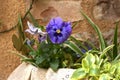 Close-up beautiful violet, purple and blue toned pansies