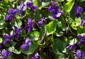 Close-up of beautiful violet violets flowers Viola odorata, common Violet Royalty Free Stock Photo