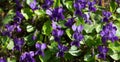 Close-up of beautiful violet violets flowers Viola odorata, common Violet, Sweet or Garden Violet. Nature concept Royalty Free Stock Photo