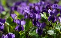 Close-up of beautiful violet violets flowers Viola odorata, common Violet, Royalty Free Stock Photo