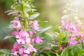 Close up beautiful Waew Wichian with sunlight. Angelonia goyazensis Benth; Thai style forget-me-not. Pink angelonia goyazensis Royalty Free Stock Photo