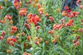 Close up of beautiful wallflowers or GiroflÃÂ©e.