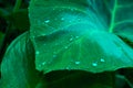 Beautiful water drops on fresh green taro leaves after rain Royalty Free Stock Photo