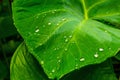 Beautiful water drops on fresh green taro leaves after rain Royalty Free Stock Photo