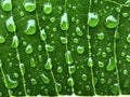 Close up beautiful water drops are on the green leaf Royalty Free Stock Photo