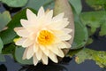 Close-up of beautiful Water lily Royalty Free Stock Photo