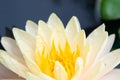 Close-up of beautiful Water lily Royalty Free Stock Photo
