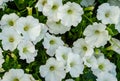 Close-up of beautiful white blooming petunia flowers Petunia hybrida. Royalty Free Stock Photo