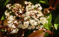 Close-up beautiful white blossom flowers Photinia fraseri `Red Robin` shrub with red and green leaves. Decorative blooming Royalty Free Stock Photo