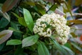 Close-up beautiful white blossom flowers Photinia fraseri `Red Robin` shrub with red and green leaves. Decorative blooming shrub Royalty Free Stock Photo