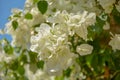 Close up of beautiful white bougainvillea against a blue sky Royalty Free Stock Photo