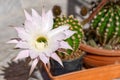 close-up of the beautiful white cactus flower of the Echinopsis species