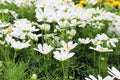 Close Up Beautiful White Cosmos Flowers in garden Royalty Free Stock Photo