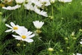 Close Up Beautiful White Cosmos Flowers in garden Royalty Free Stock Photo