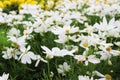 Close Up Beautiful White Cosmos Flowers in garden Royalty Free Stock Photo