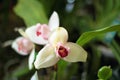 White dendrobium orchid Royalty Free Stock Photo