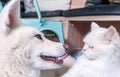 Close up of beautiful white dog and cat Japanese Akita Inu and domestic fluffy cat with funny face expressions