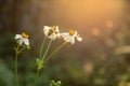 Close-up of a beautiful white Flower, Flower background at spring meadow with bright sun light, Nature Backgrounds Royalty Free Stock Photo