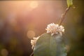 Close-up of a beautiful white Flower, Flower background at spring meadow with bright sun light, Nature Backgrounds Royalty Free Stock Photo