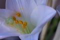 Close-up of a beautiful white flower with yellow pistils and white stamens Royalty Free Stock Photo