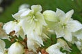 White sisal flower or St. Joseph flower Agave sisalana. Stems with bunches like a bouquet of white flowers with a very light gre