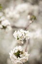 Close up of beautiful white flowers of fruit tree against blurred background on sunny spring day, selective focus Royalty Free Stock Photo