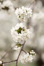 Close up of beautiful white flowers of fruit tree against blurred background on sunny spring day, selective focus Royalty Free Stock Photo